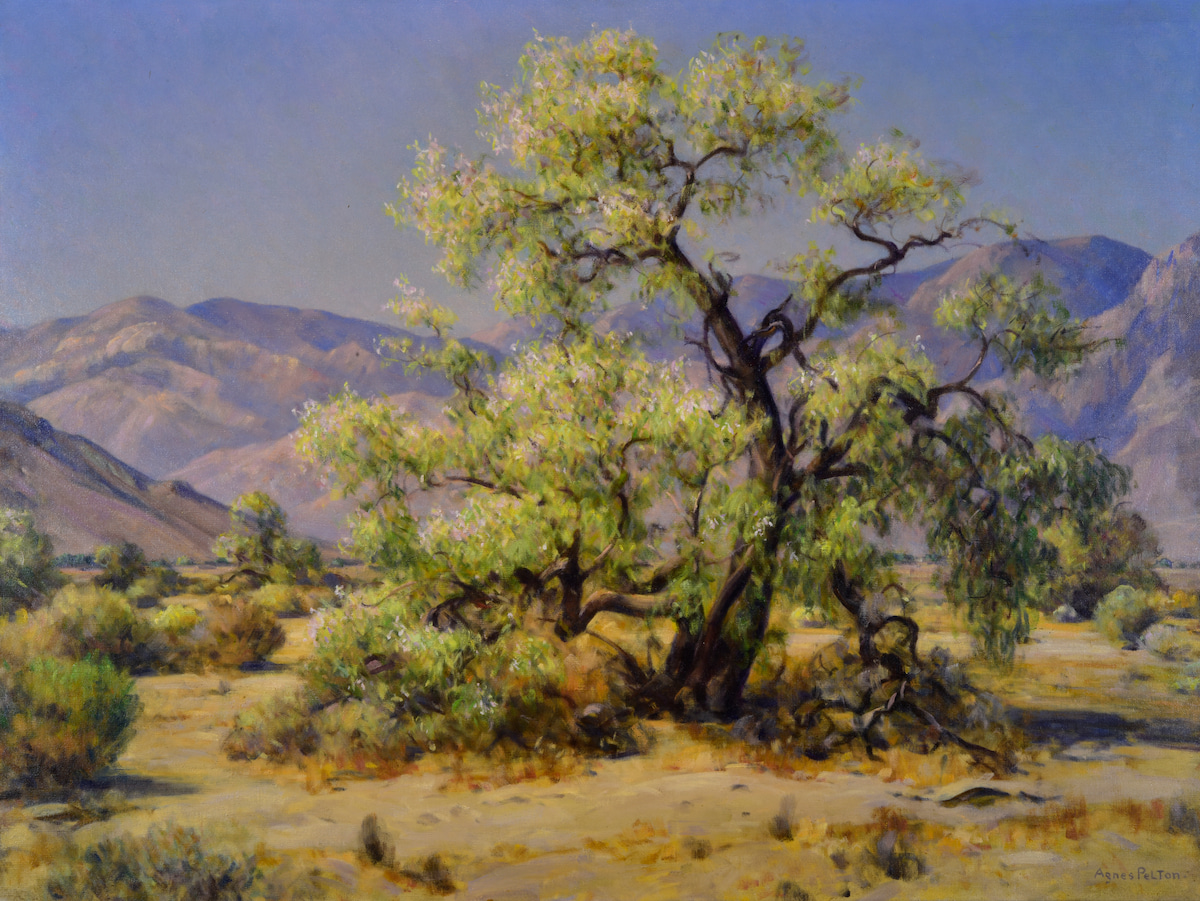 Nature of the Desert | Palm Springs Art Museum